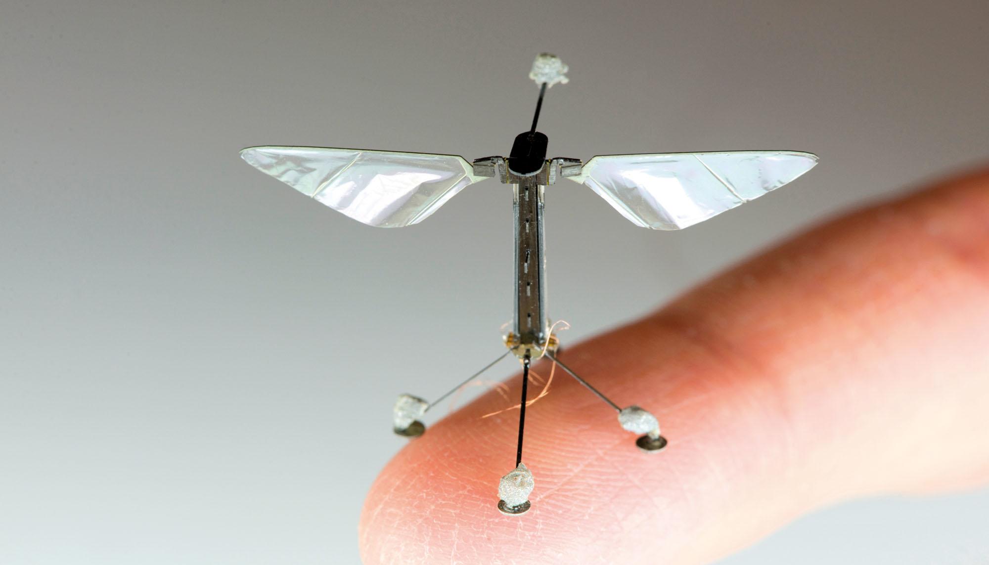 RoboBee